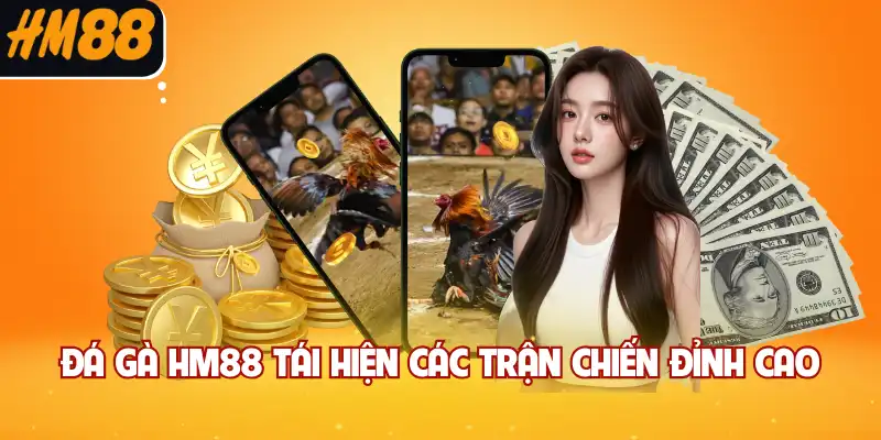 Đá gà HM88 tái hiện các trận chiến đỉnh cao